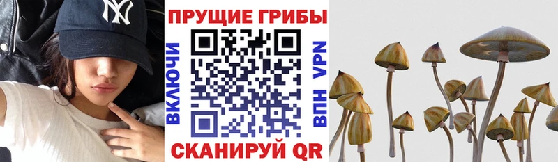 Псилоцибиновые грибы GOLDEN TEACHER  Энем 